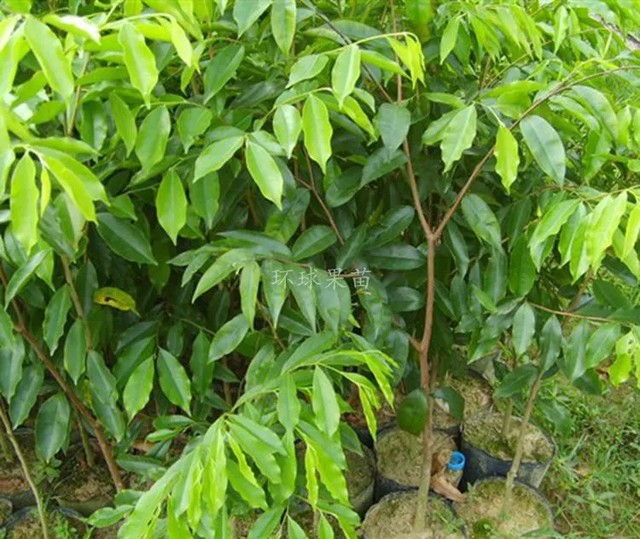 沉香种植栽培管理技术（沉香的种植栽培技术要点）