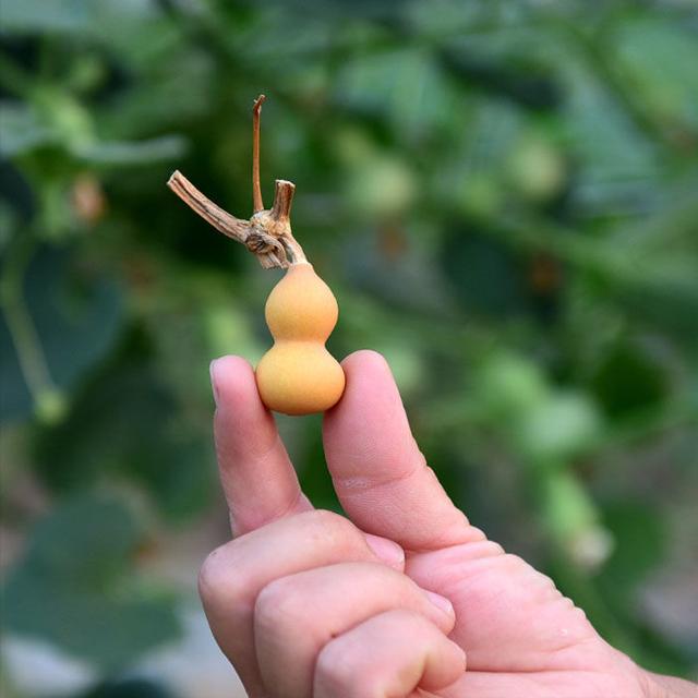 文玩葫芦种子几天发芽(盆栽小葫芦的正确种植方法）