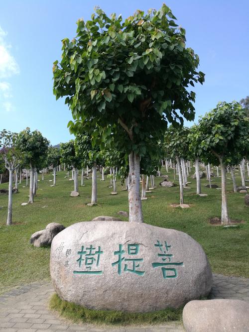 菩提子的树是什么样的